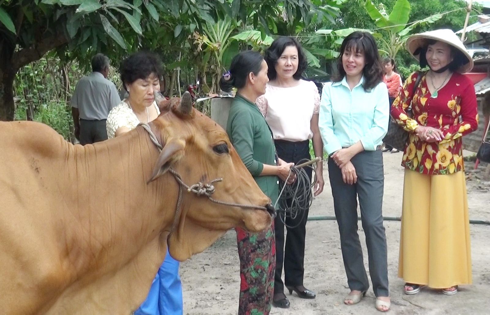 Hội LHPN huyện Tân Châu, Dương Minh Châu: trao bò sinh sản cho phụ nữ nghèo