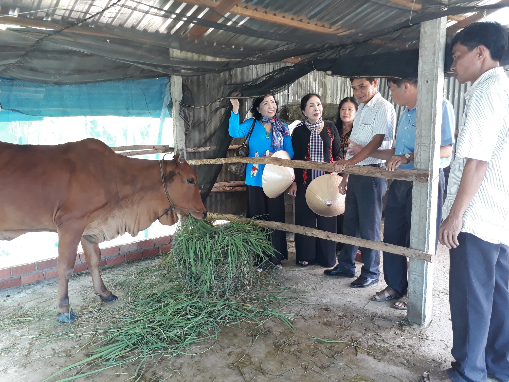 Trao bò sinh sản cho hội viên xã Phước Lưu, huyện Trảng Bàng