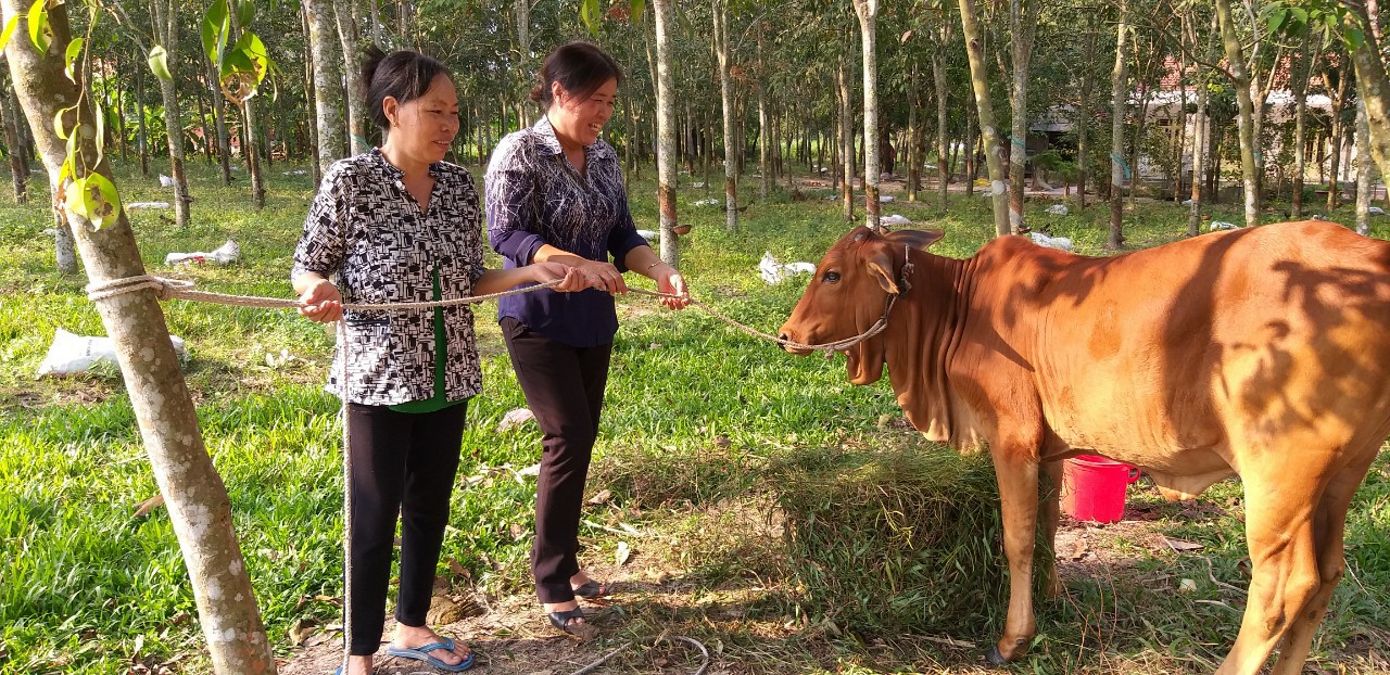 Hội viên phụ nữ vươn lên thoát nghèo nhờ nguồn vốn vay ưu đãi