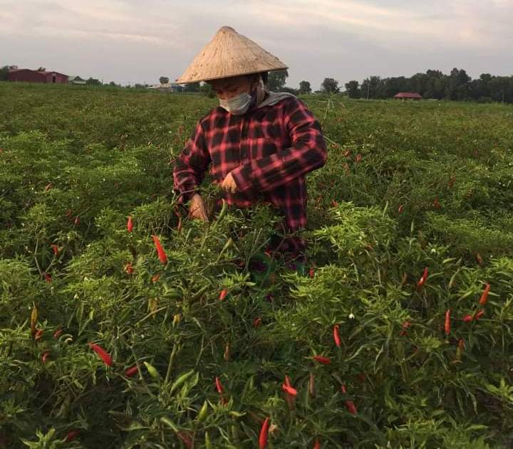 CHỊ TRẦN THỊ ĐIỆP - GƯƠNG ĐIỂN HÌNH PHỤ NỮ LÀM KINH TẾ GIỎI