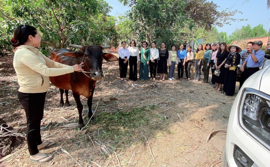 CLB Nữ từ thiện tỉnh Tây Ninh: Trao bò sinh sản cho phụ nữ nghèo xã Trường Đông và xã Trường Tây, thị xã Hoà Thành